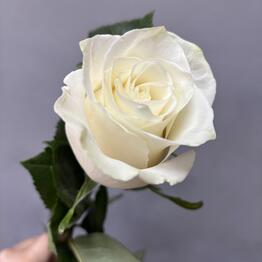 florein 