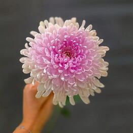 Floretto