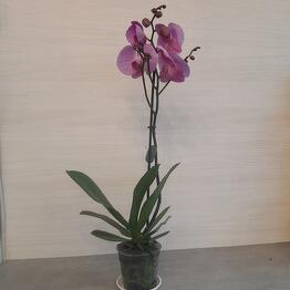Flowershop.store