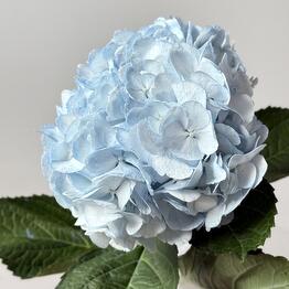 Flowers DG