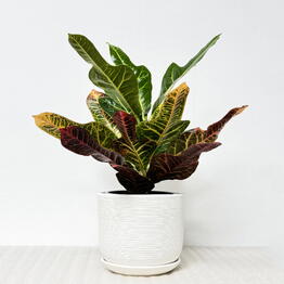 Pro Ficus