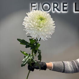 Fiore Lily spb