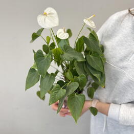 Florideya 