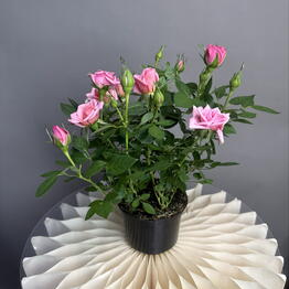 MisunFlora