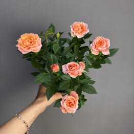MisunFlora