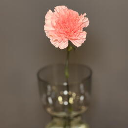 Malva