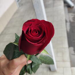 ЦветОк