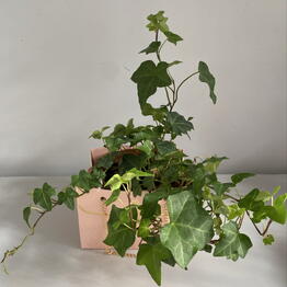 Flowershop pinsk