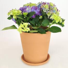 FloraManiya