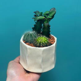 Gift Flower