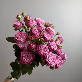 Volkova flowers