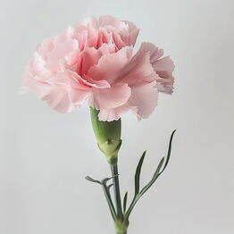 Aflower