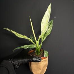 Gorodskie dzhungli (Urban jungle.shop)