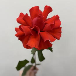 Prima Floare