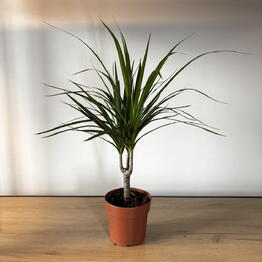 Musa Plants