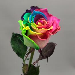 SharikFlowers