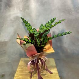 plants.nsk&kashpo_gorshok