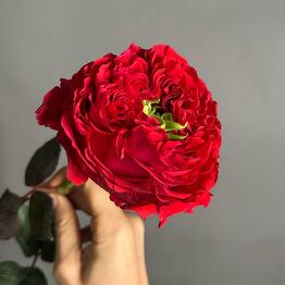 Flowers Time