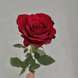 Cvetochnoe byuro