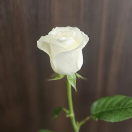 AmeliaFlowers