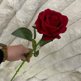 Oze flowers 