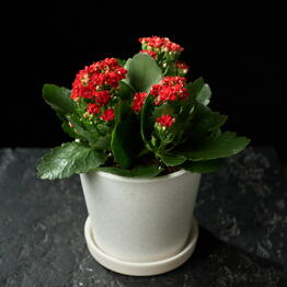 Margoplants