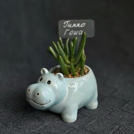 Cvetok Zhizni