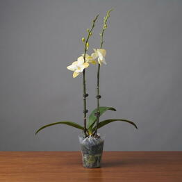 April_Plants