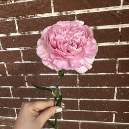 Flowers for you