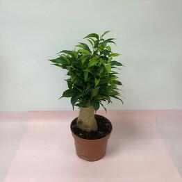 Art_flowers_msk цветы