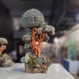 Cetraria
