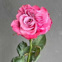 Flora Decor