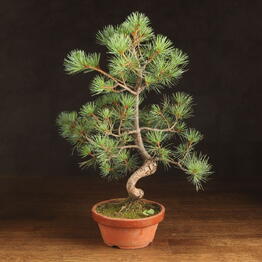 LuxuryPlants