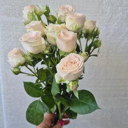 Lotus Flowers and Gifts