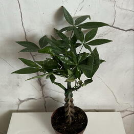 Black plants