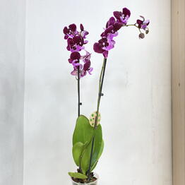 Hermosa flowers