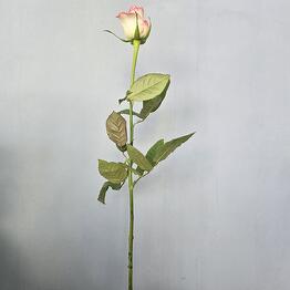 Цветы
