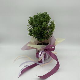 plants.nsk&kashpo_gorshok