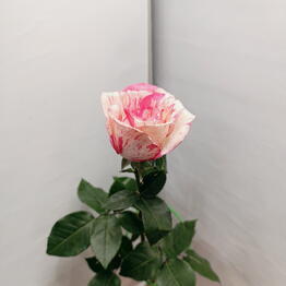 Flowwers