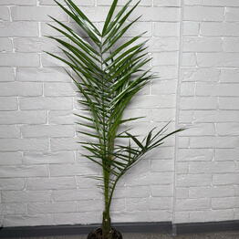 Gorodskie dzhungli (Urban jungle.shop)