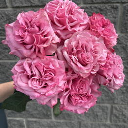 Volkova flowers