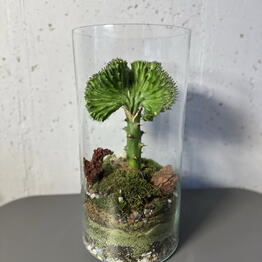 Каталея 