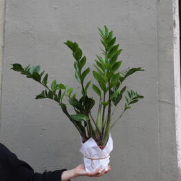 Saint Garden
