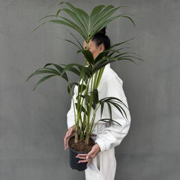 Botanee by