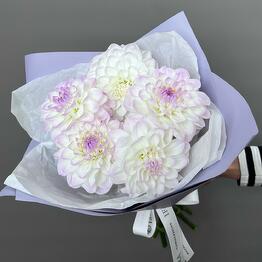 IFLORA x Flowers