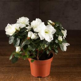 LuxuryPlants