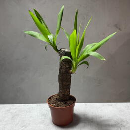 Luova Floral
