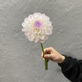 MAGNOLIYa