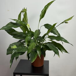 Mi Flor