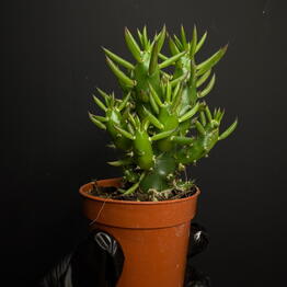 Городские джунгли (Urban jungle.shop)